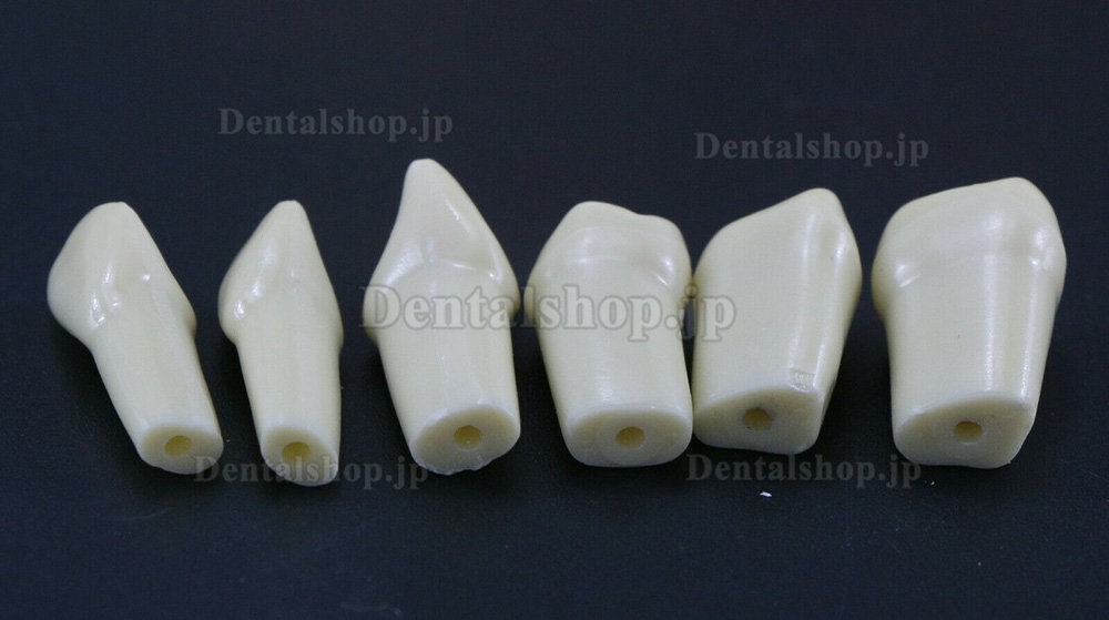 歯科用タイポドン修復標準モデル 歯科模型 32PC取り外し可能な歯 Frasaco AG3タイプと互換性あり